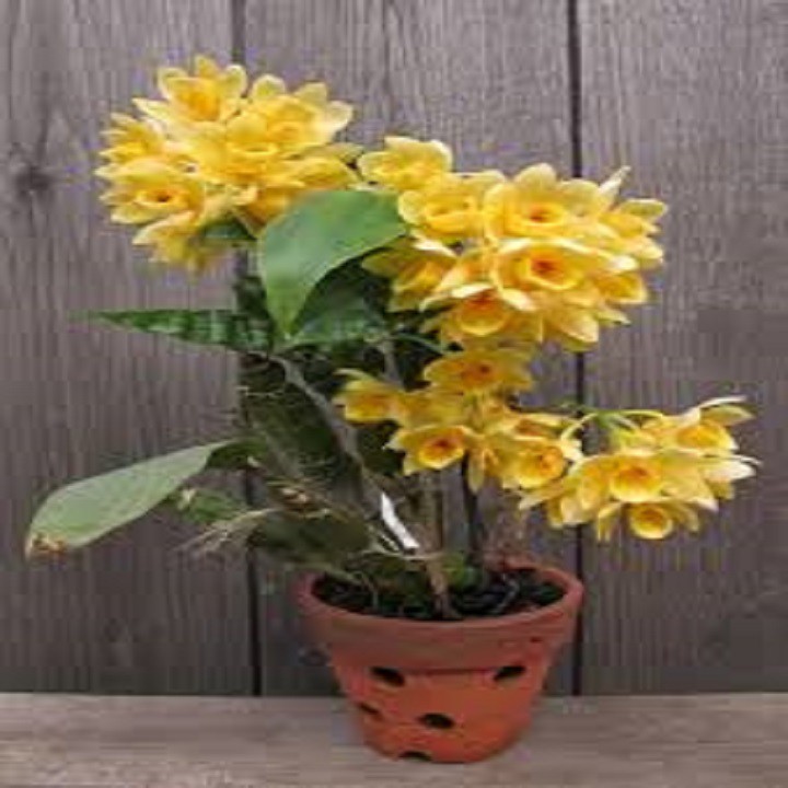 [FREESHIP - Xả Khô Máu] Hoa phong lan - kiều dẹt (khóm 3 cây,cao 35cm, bộ rễ khỏe)+ 700g phân thỏ hữu cơ