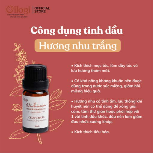 Tinh dầu hương nhu trắng- Oilogi