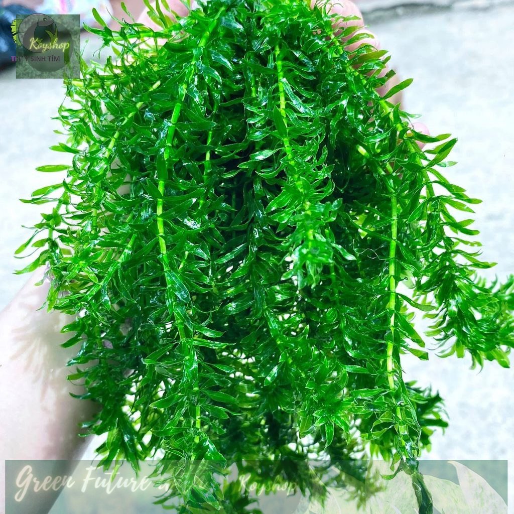Rong đuôi chó cho bể thủy sinh dễ trồng không phân nền không C02