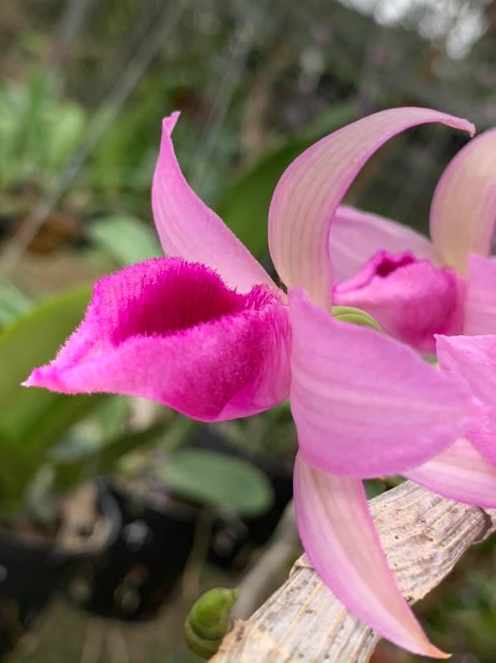 Taly đỏ giống lan đặc chủng của vùng di linh  Hoa bông to rất đẹp