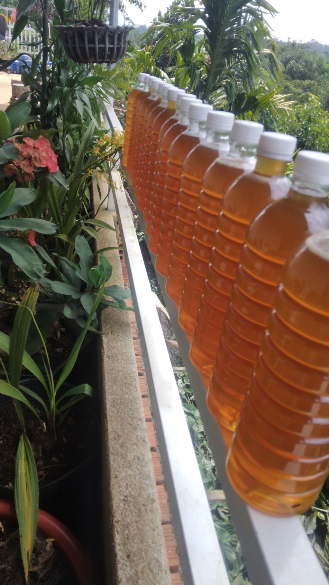 mật ong hoa cà phê- 1 LÍT