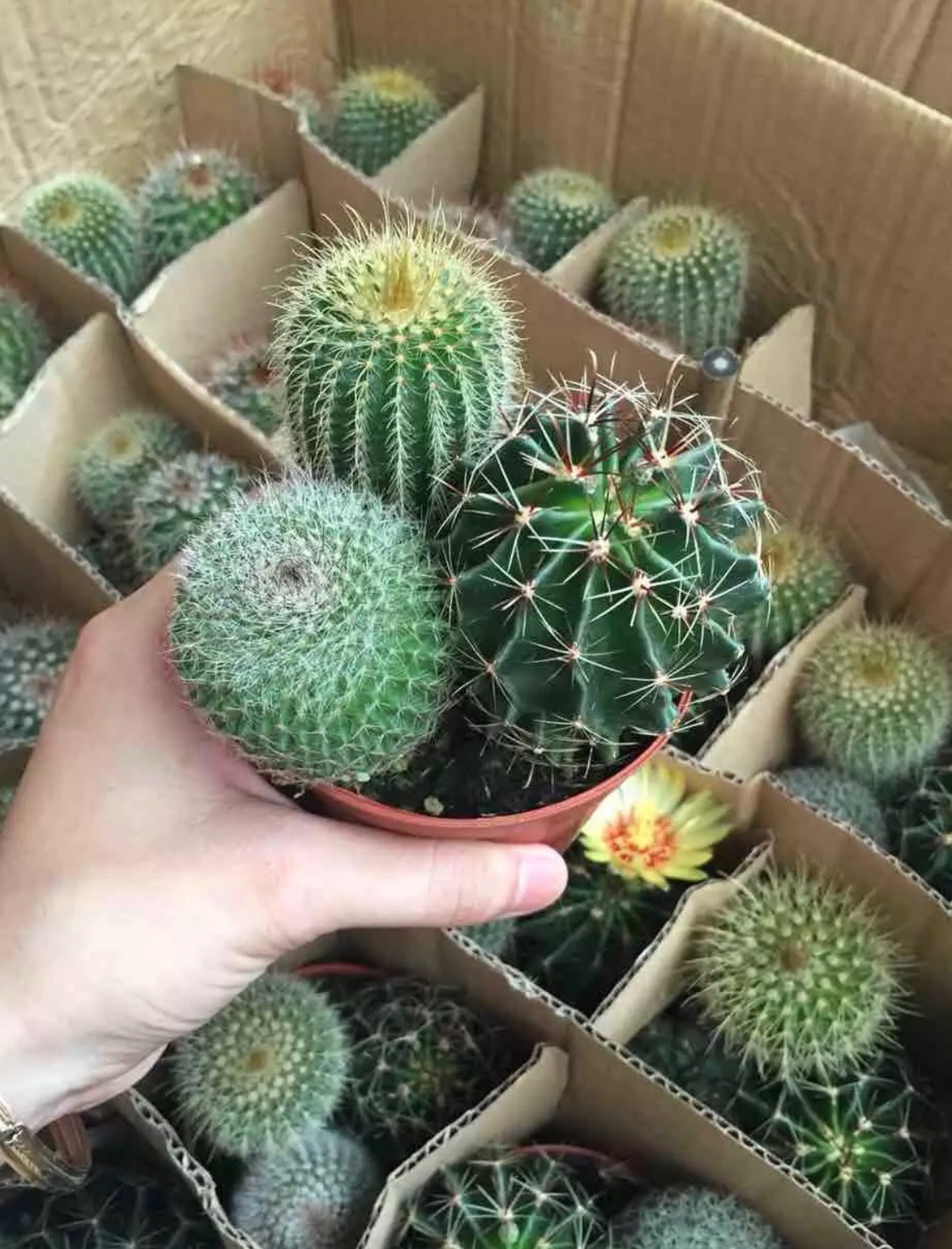 Combo 3 cây xương rồng ( gửi cây ngẫu nhiên khác nhau )