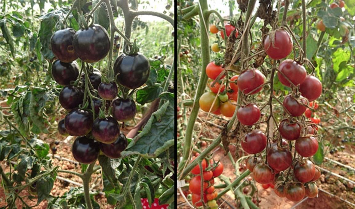 Combo 1 gói Hạt giống Cà chua bi Socola, 1 gói kích nảy mầm, 1 gói phân bón nảy chồi ra lá