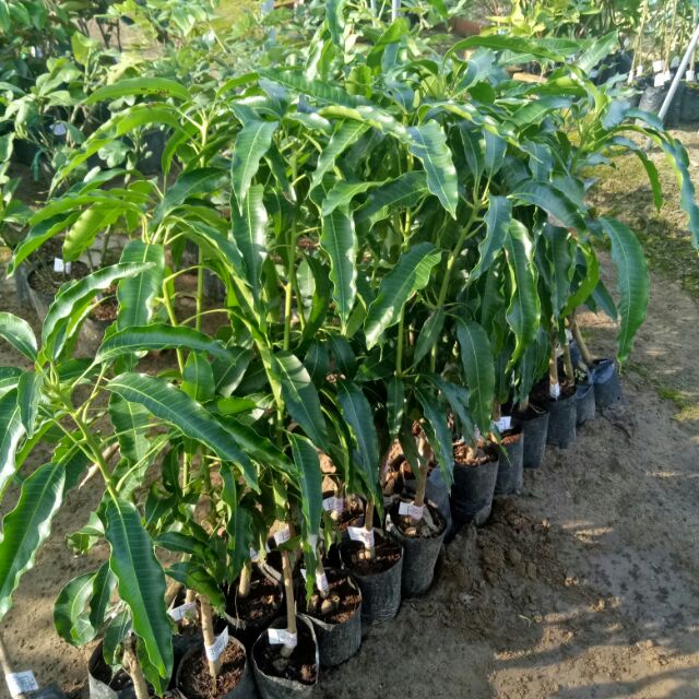 Cây xoài tứ quý cao 80cm - 1m