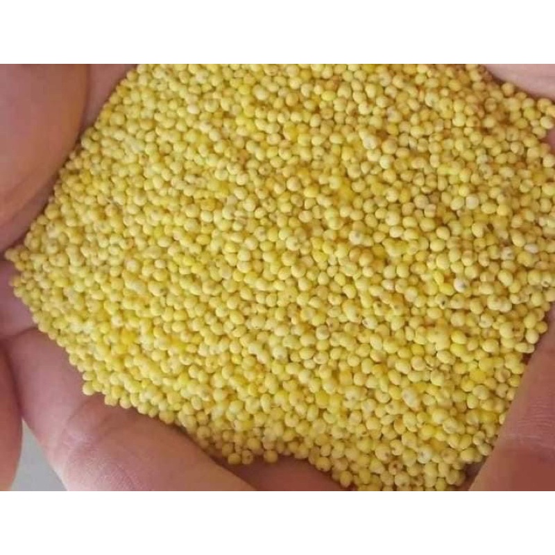 1kg Hạt kê nếp vàng Nghệ An (đã tách vỏ)
