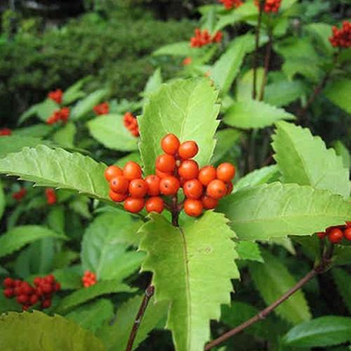 Cây sói rừng khô - 1kg