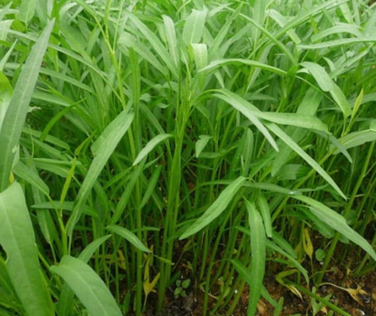 Hạt giống rau muống Phú Nông - gói 50gr