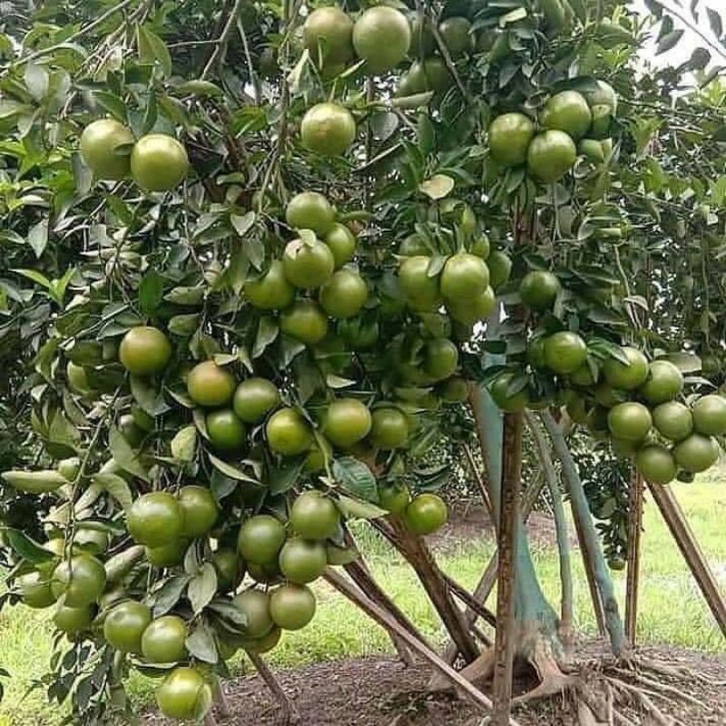 Cây quýt đường