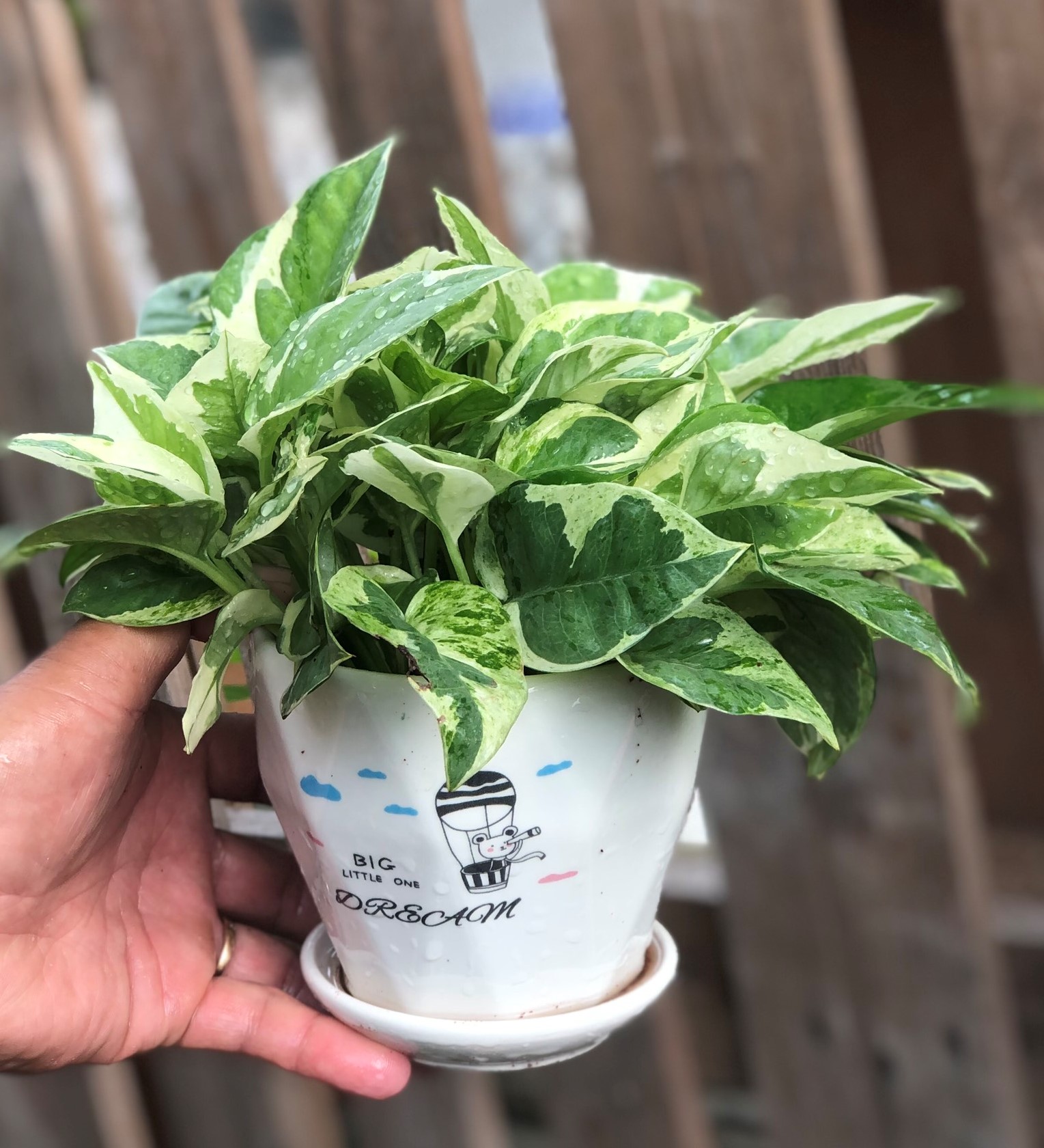 Chậu sứ cây trầu bà Cẩm Thạch