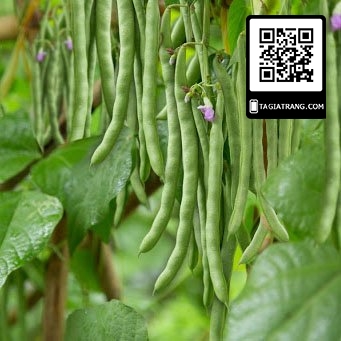 Hạt giống đậu cove nâu - Gói 50g