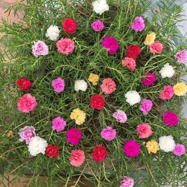 2kg Cành giống hoa mười giờ mix nhiều màu (10 -12 màu)