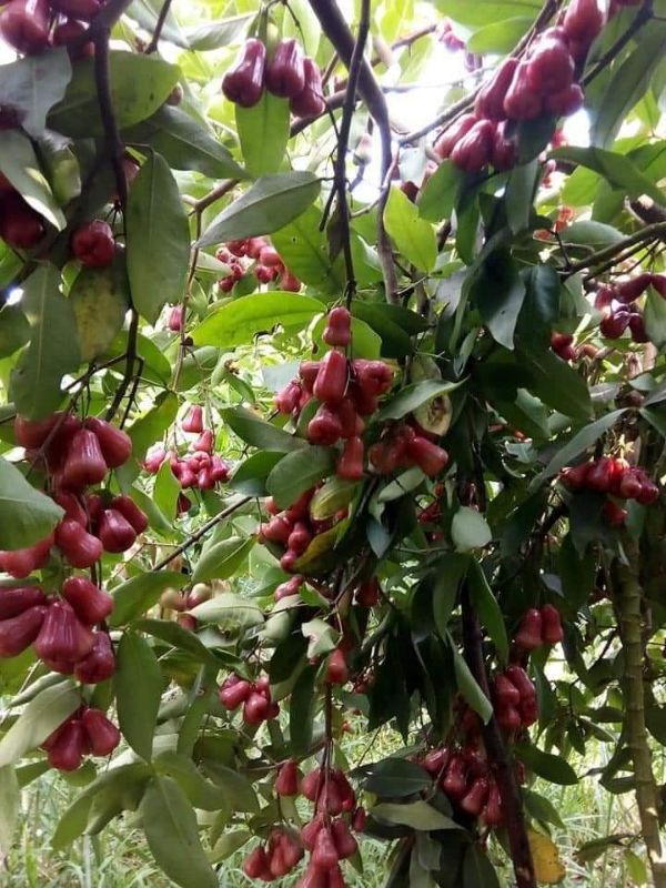 Cây giống roi đỏ an phước 2 cây