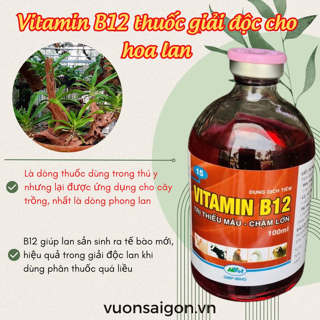 Hộp Vitamin B12 100ml chuyên dùng cho lan -  giải độc cho lan khi lan bị ngộ độc (Vườn Sài Gòn - Vuon Sai Gon)