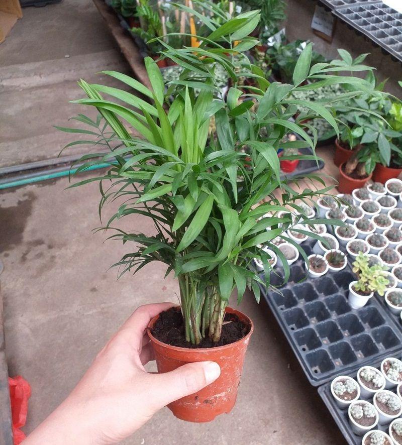 Cau Tiểu Trâm - Chậu Cây Phong Thủy