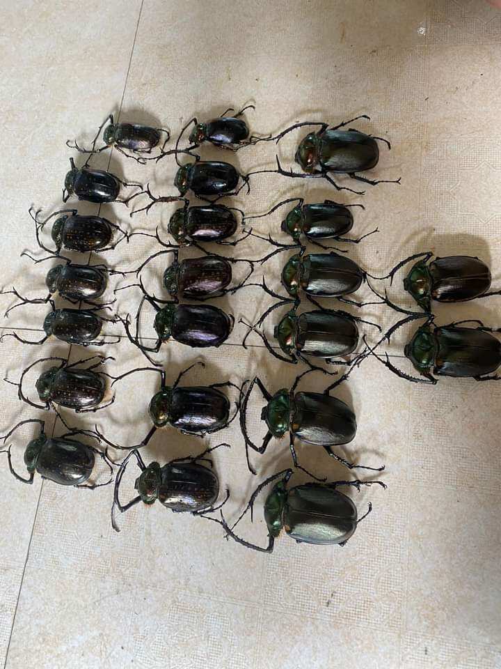 Bọ cánh cứng Kiến vương, tê giá.c, bọ 2 sừng, 3 sừng, 5 sừng