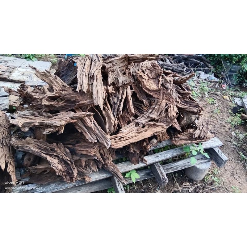Lũa san đá miếng - lũa miếng thuỷ sinh