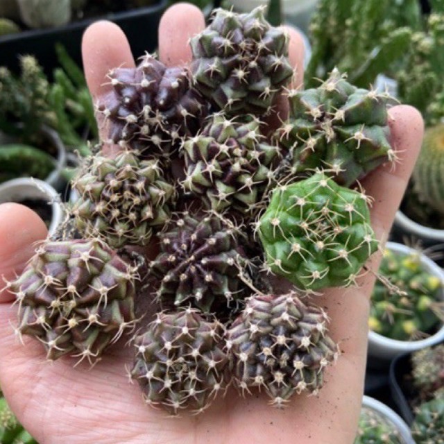 [HCM]XƯƠNG RỒNG GYM VÂN 10K/CÂY (CÓ SỈ SLL)