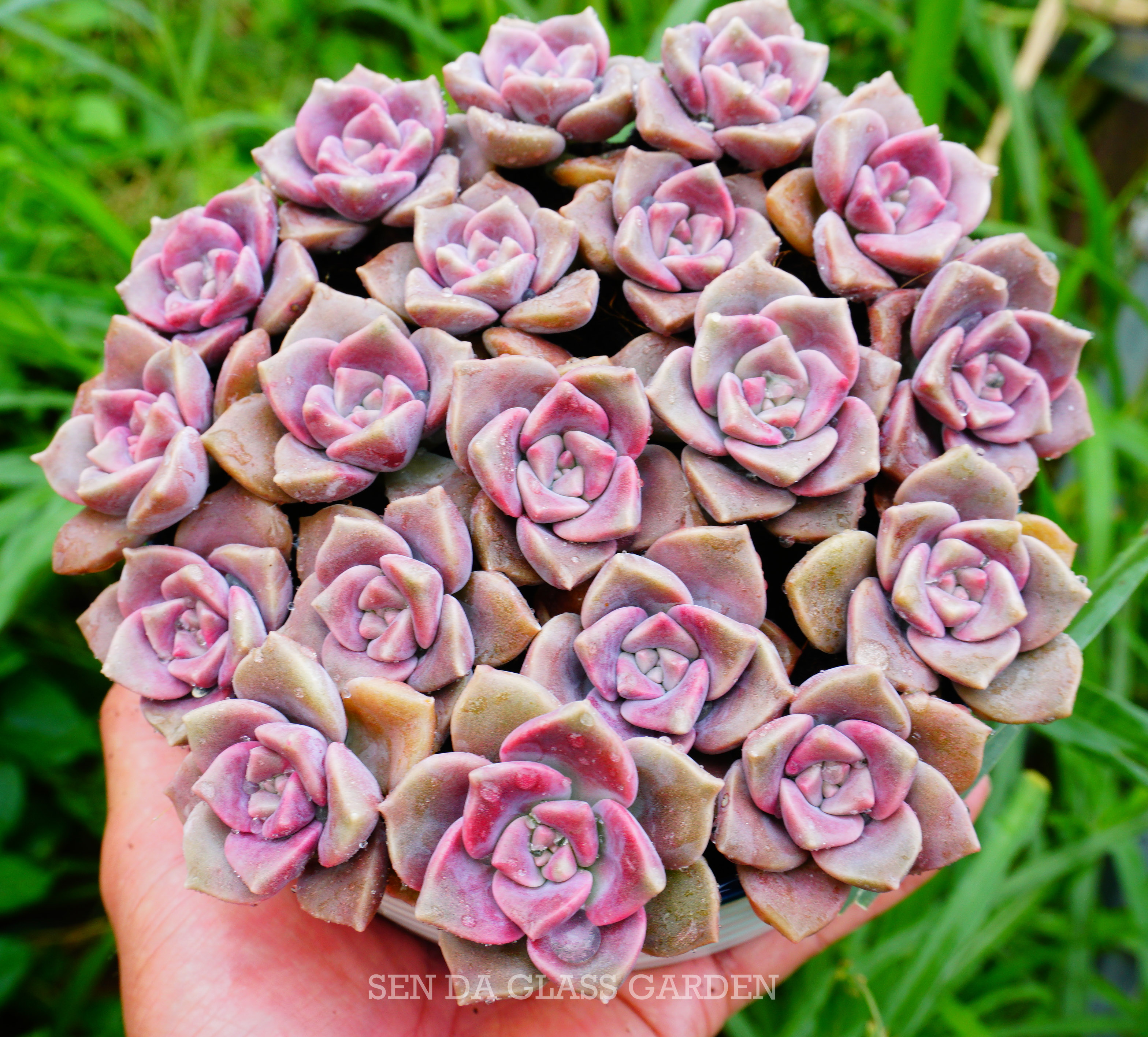 Combo  5 cây Sen đá Hồng mập mini Đà Lạt 3cm, thuần khí hậu Đà Lạt, Siêu khỏe,dễ sống, lỗi 1 đổi 1