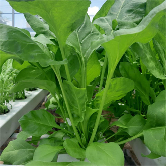 [FREESHIP MAX] Hạt giống rau cải bó xôi F1 nhật bản, cây cảnh và hạt giống MCL9 | Minh Châu Farm