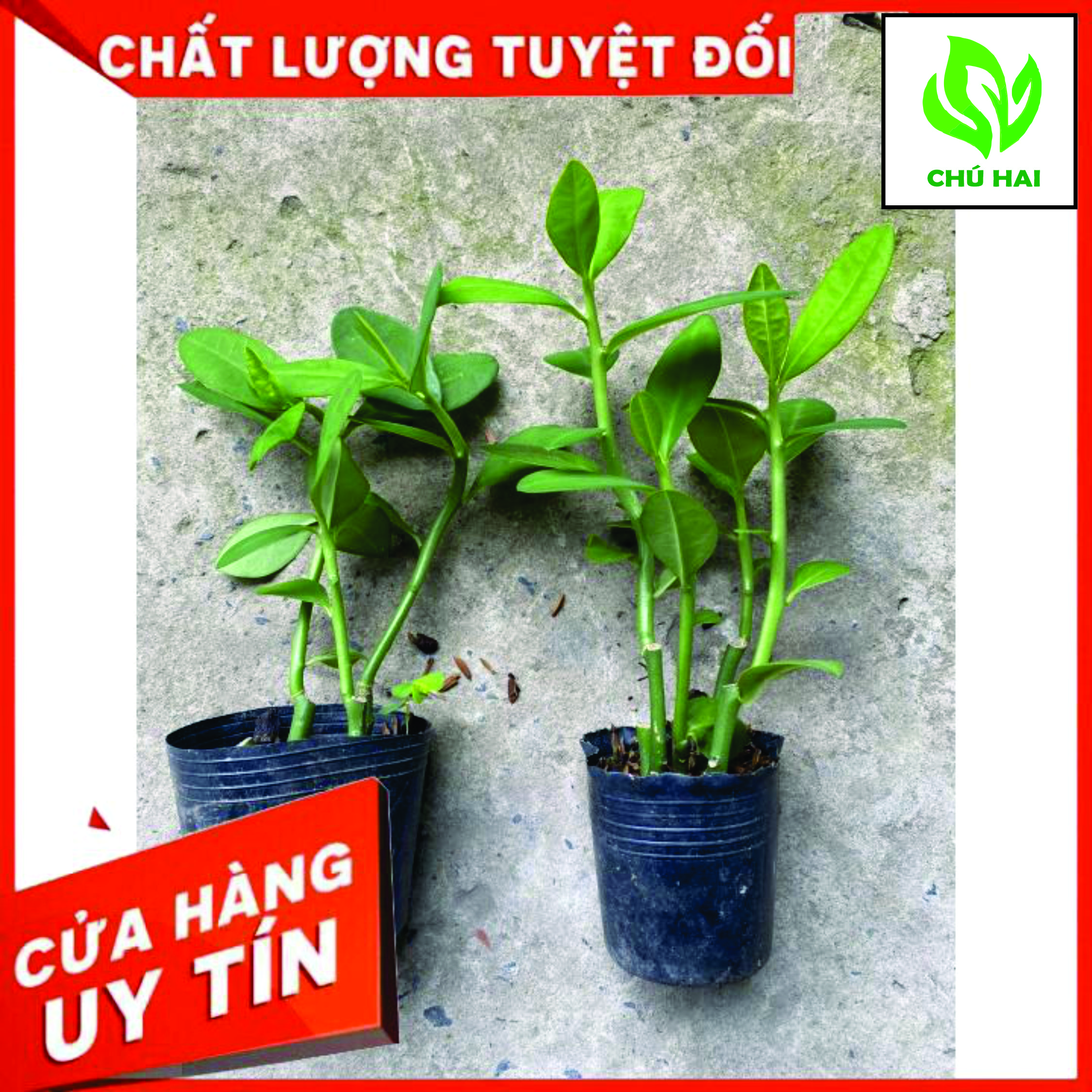 Cây thạch anh combo 2 chậu cây thạch anh giống siêu khỏe, cây để bàn, cây mini, lọc không khí, cây may mắn, cây giá rẻ. tại vườn cây chú hai.