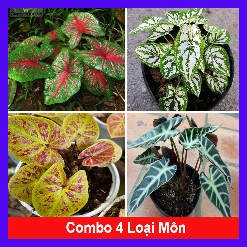 Combo 4 cây môn ( môn đốm đỏ + môn đốm trắng + môn vàng cam thái + môn quan âm )