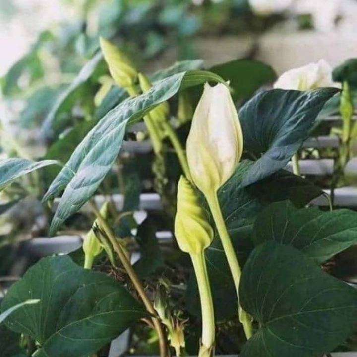 Hạt giống Hoa Chom chan Thái Lan gói 5 hạt