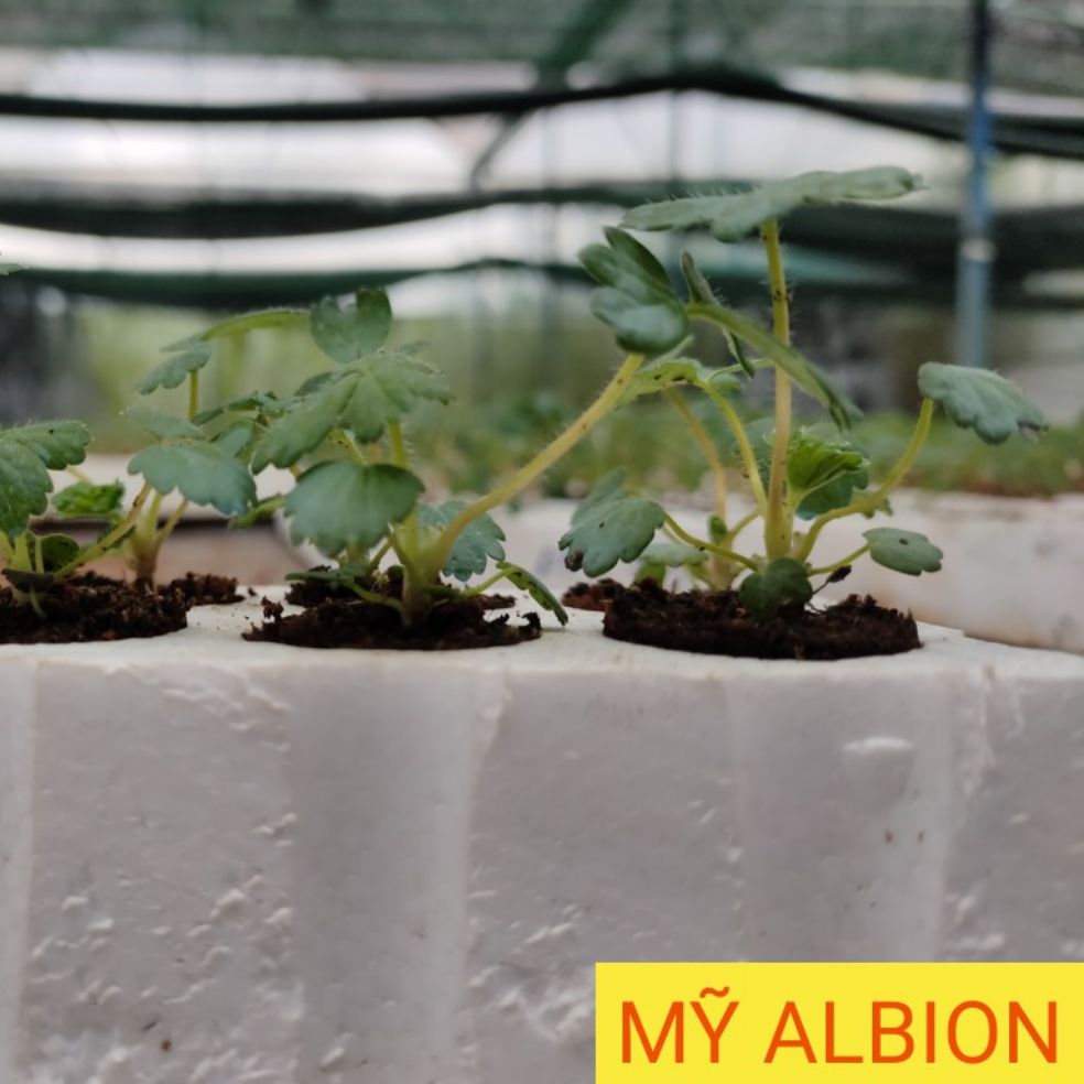 6 Cây Giống Dâu Tây Mỹ Albion Chất Lượng
