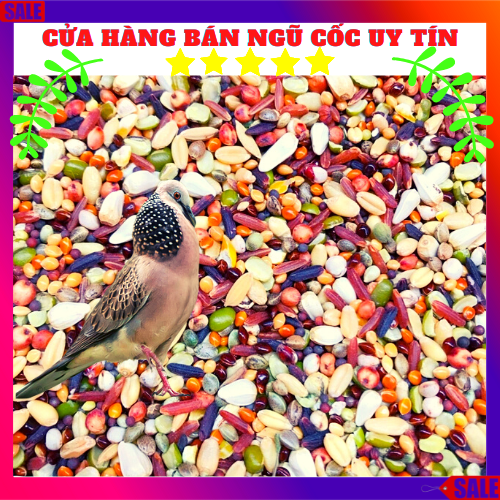 Thức ăn chim cu gáy ngũ cốc đặc biệt 20 loại hạt