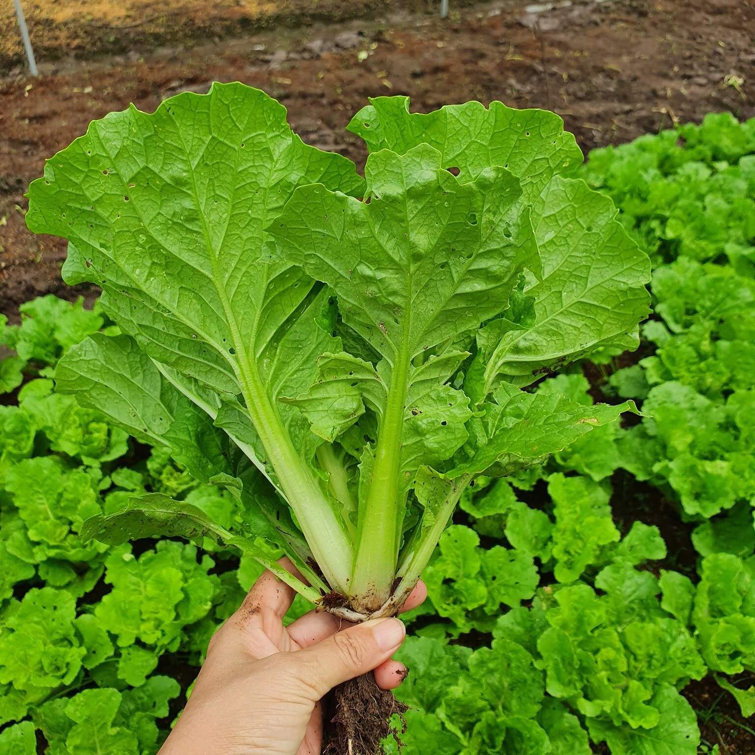 Hạt giống cải bẹ dún cao sản
