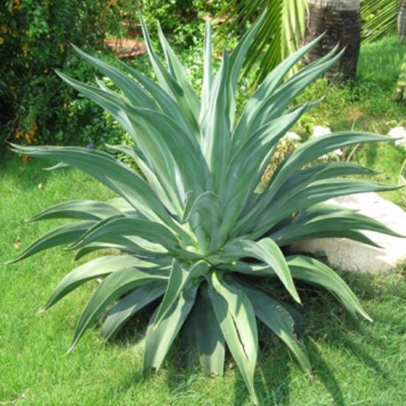 Cây dứa nam mỹ- dứa cảnh- size nhỏ 25-30cm