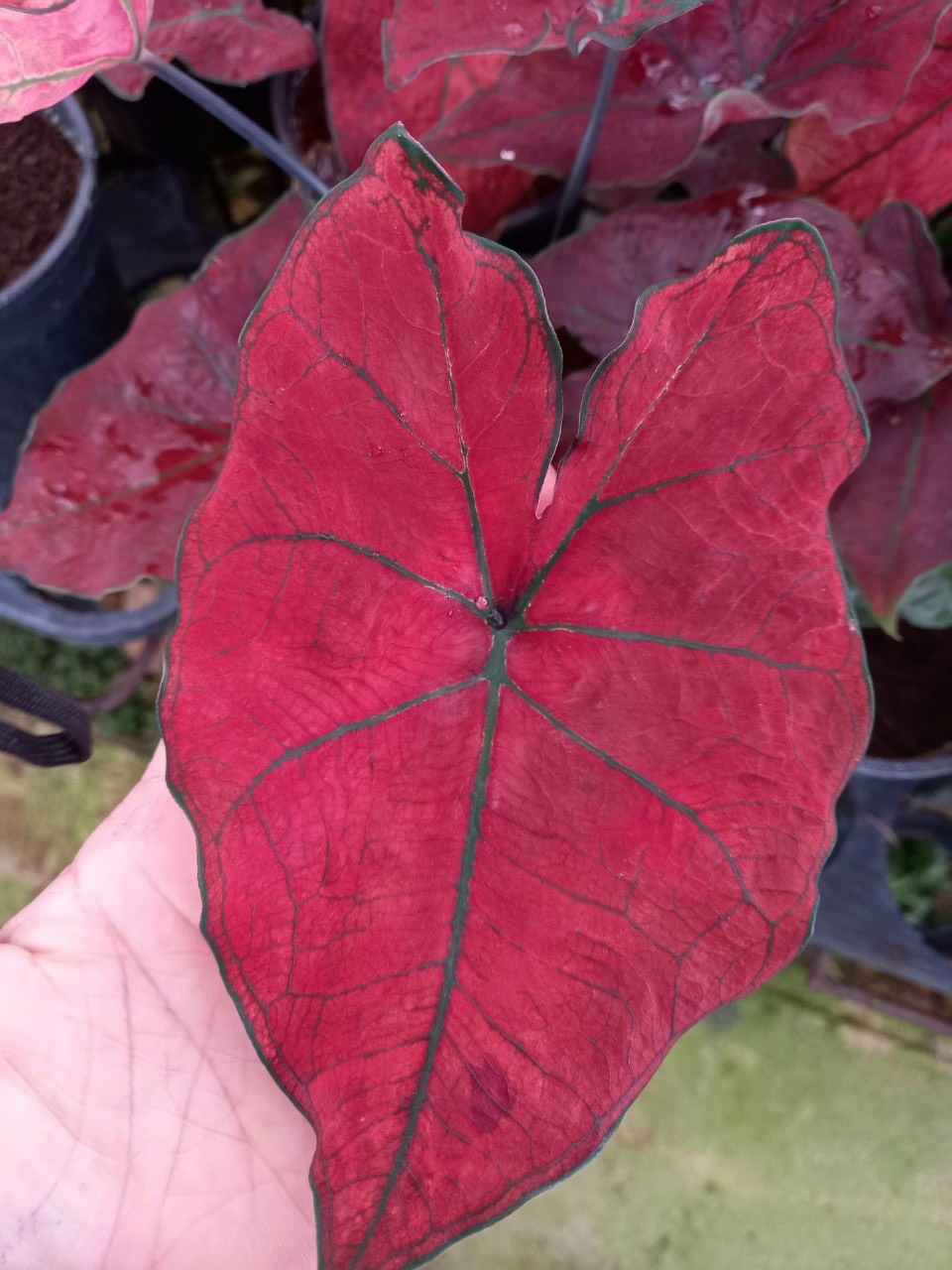 Môn màu lá đỏ