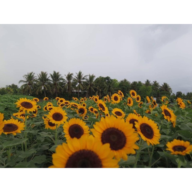 Hạt giống hoa hướng dương