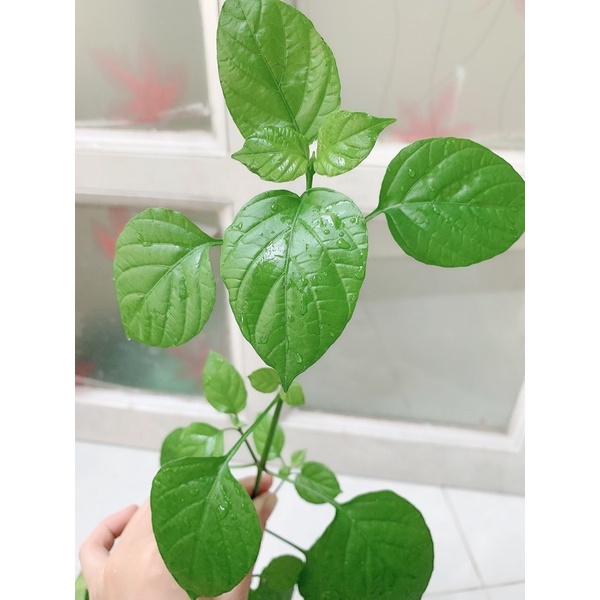 Cây rau bồ ngót Nhật - cây có rễ, sống ổn định