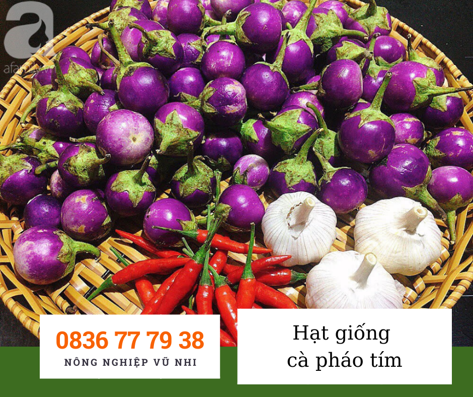 Hạt giống c&agrave; ph&aacute;o t&iacute;m