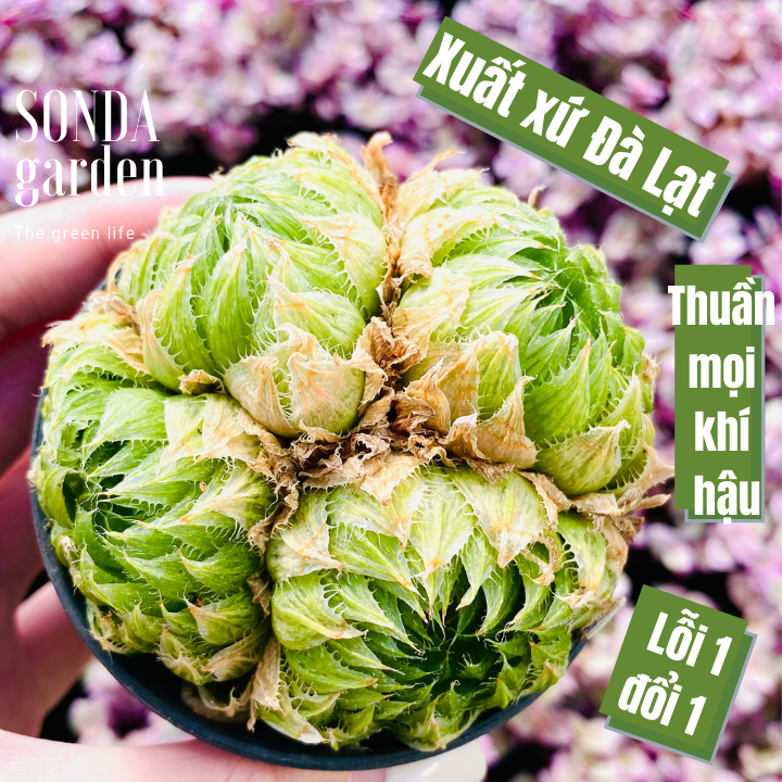 Sen đá haworthia emerald led size chậu 7cm khỏe đẹp lỗi 1 đổi 1