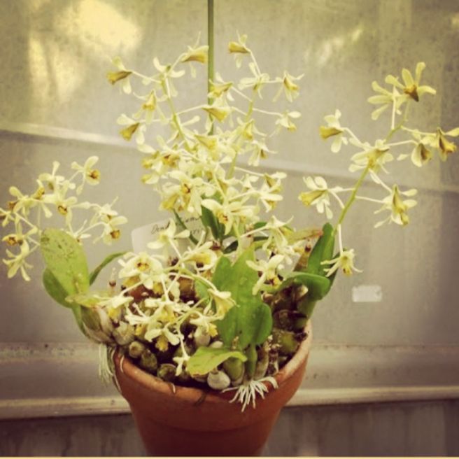 Hoa lan Denro trường sơn 120k cho 6 khóm