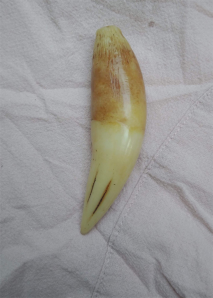 Nanh báo mỹ nghệ dài 8.5cm hàng đẹp