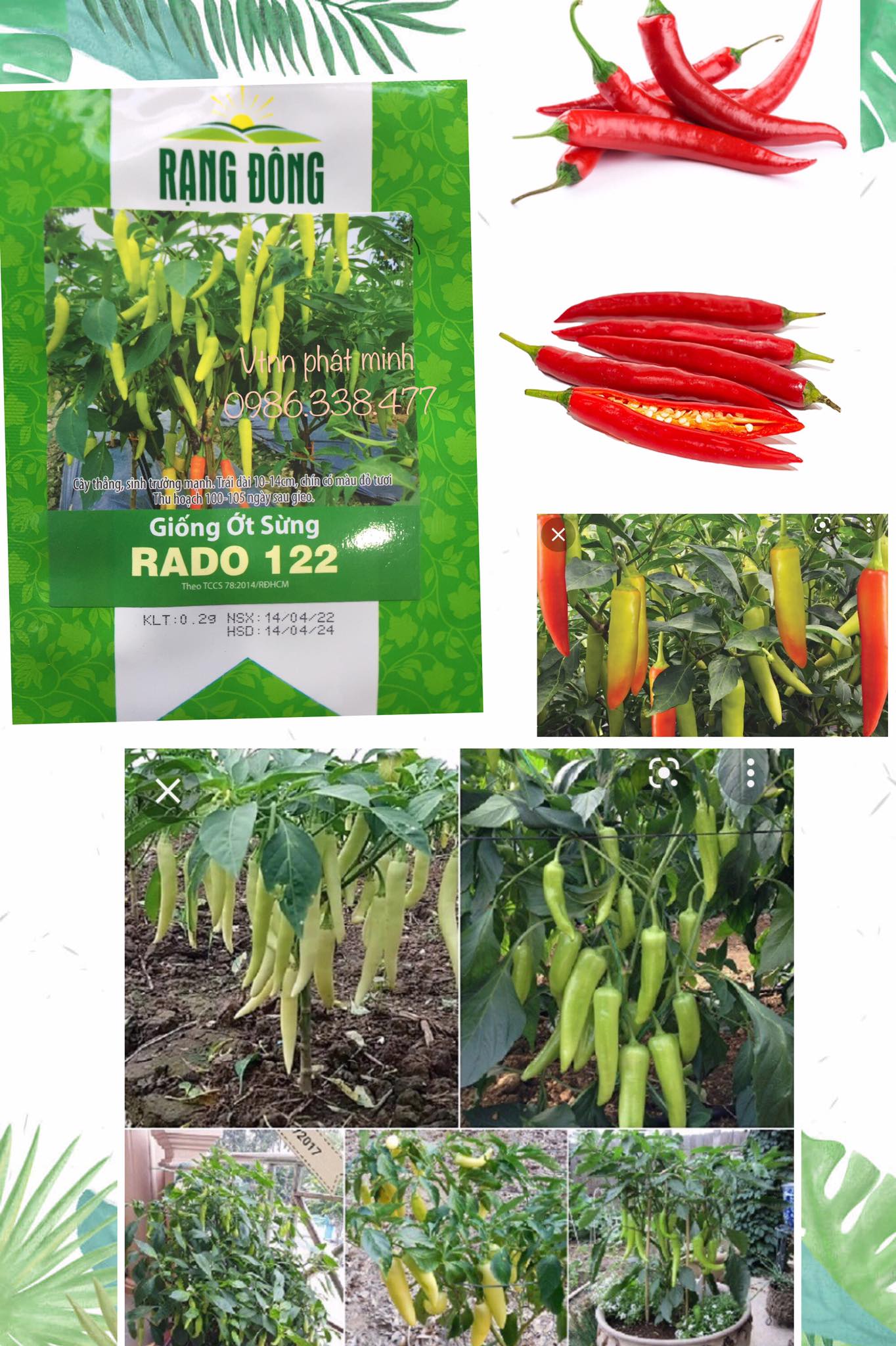 Giống ớt sừng rado 122