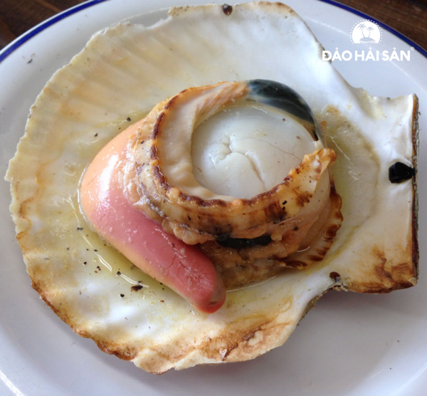 HCM - Sò Điệp Nhật nguyên con  1Kg