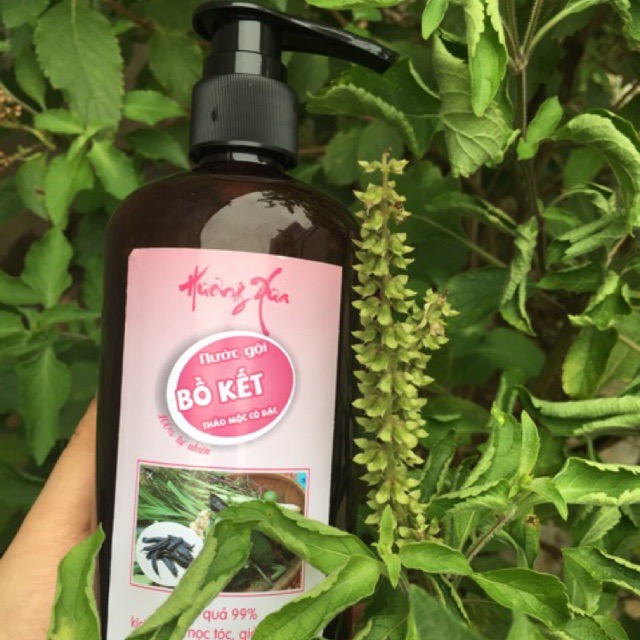 Dầu Gội Bồ Kết Cô Đặc -500Ml (Dạng dầu gội)