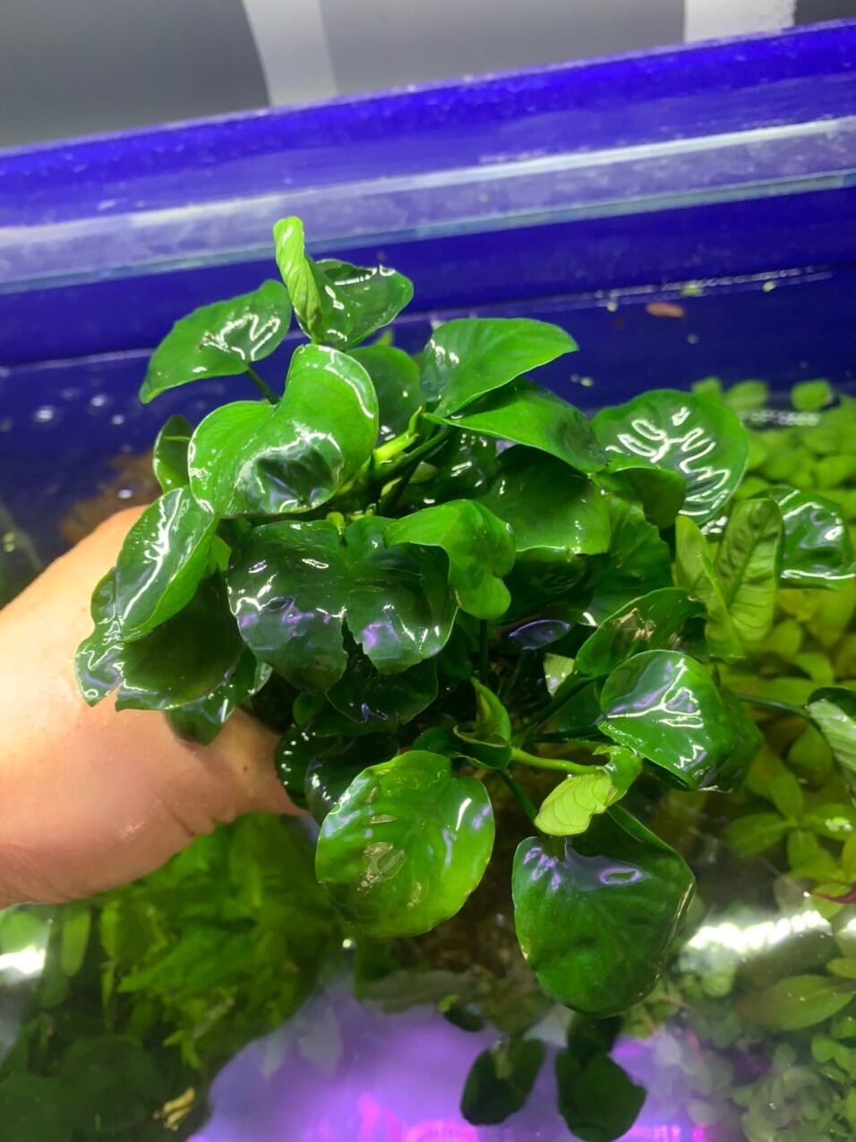 Ráy lá tròn trồng bể thuỷ sinh