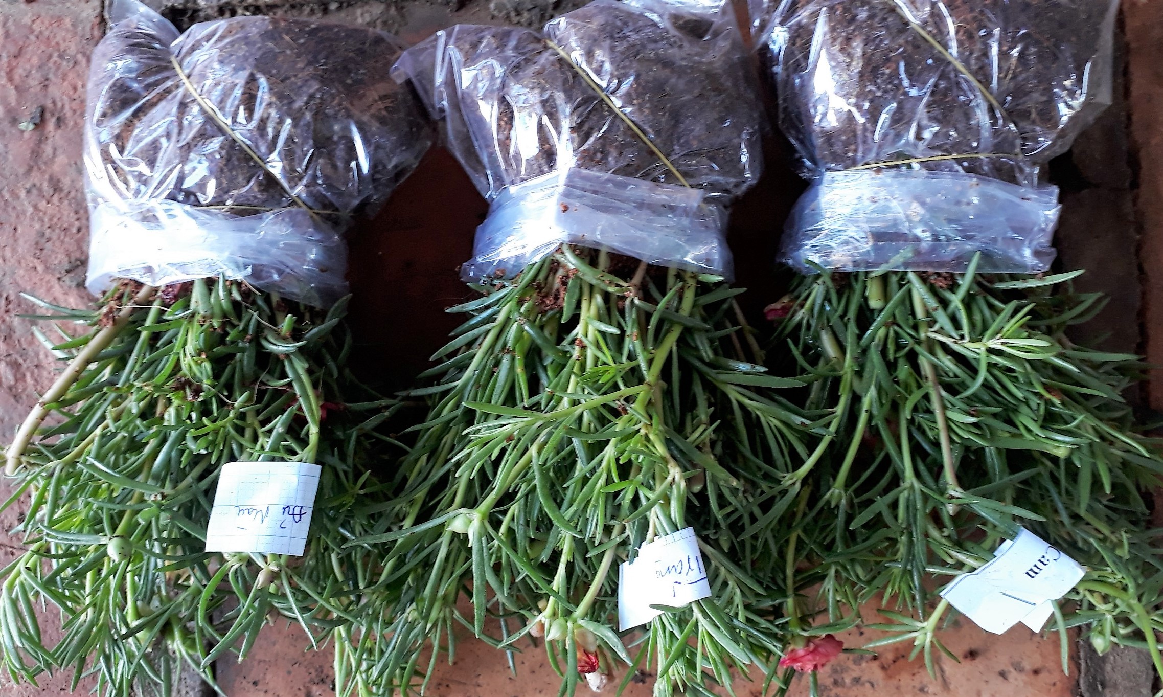 Combo 3 bó hoa 10 giờ Thái 6/10 màu ngẫu nhiên, giá rẽ chỉ 72k, 1 bó 50 cây