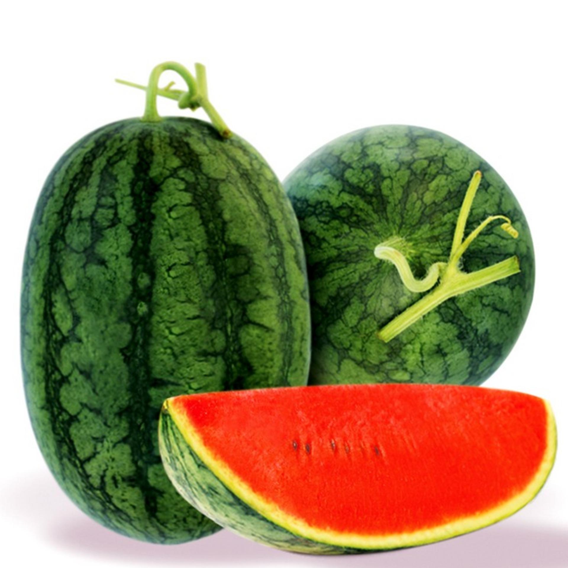 1g Hạt giống Dưa hấu (tặng Kích nẩy mầm, Hướng dẫn ươm)