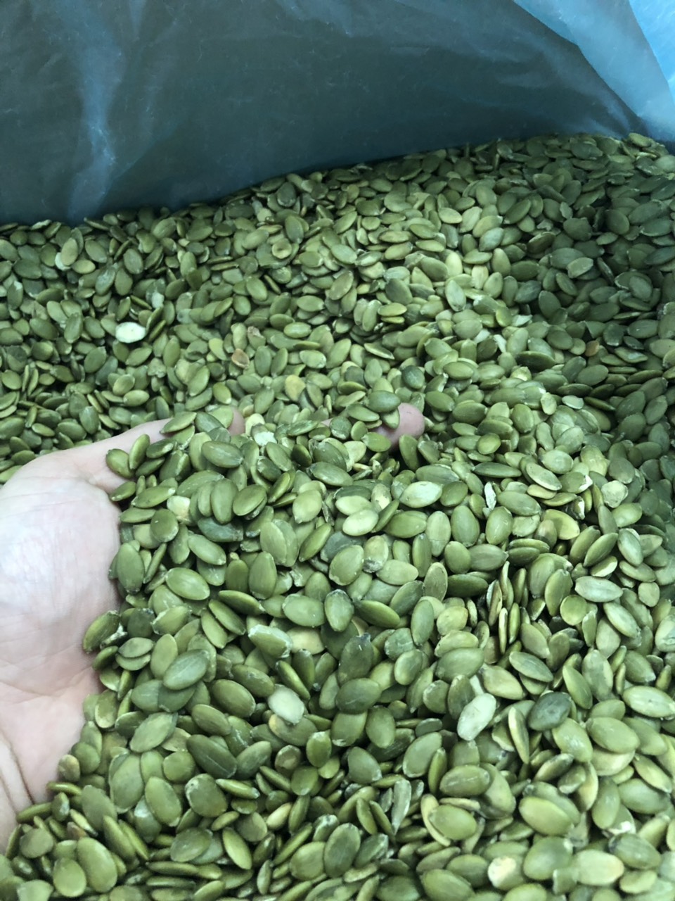 500GR NHÂN HẠT BÍ XANH TƯƠI XUẤT XỨ MÔNG CỔ