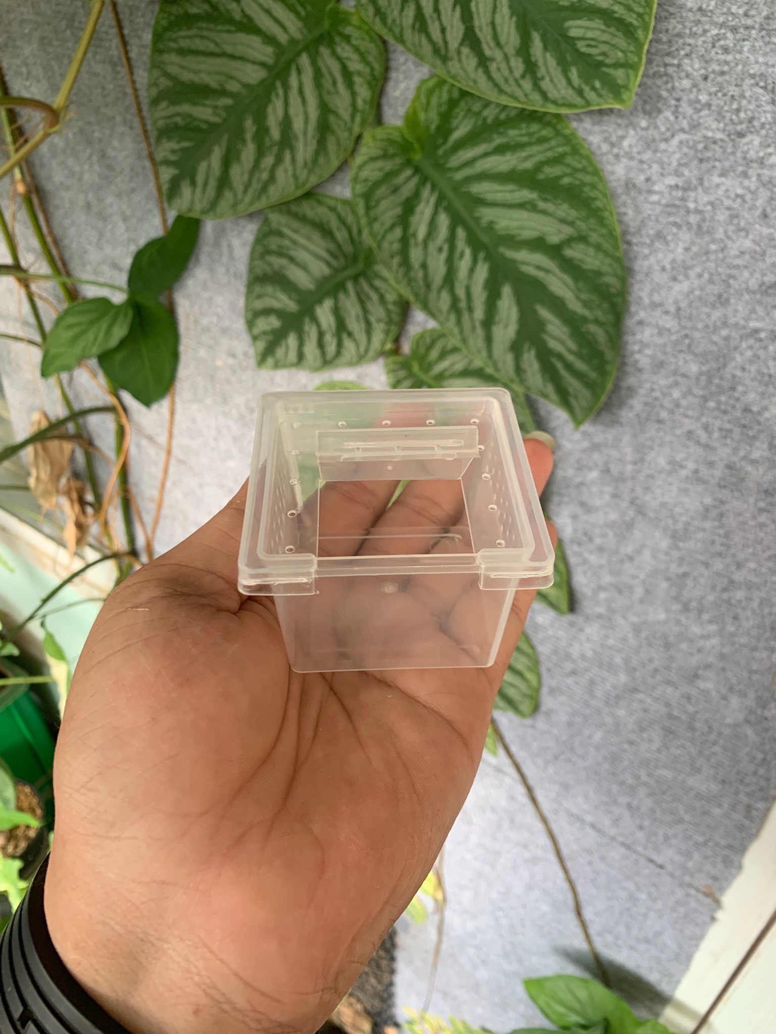 Hộp nuôi nhện, sling côn trùng size mini gina garden 10 hộp