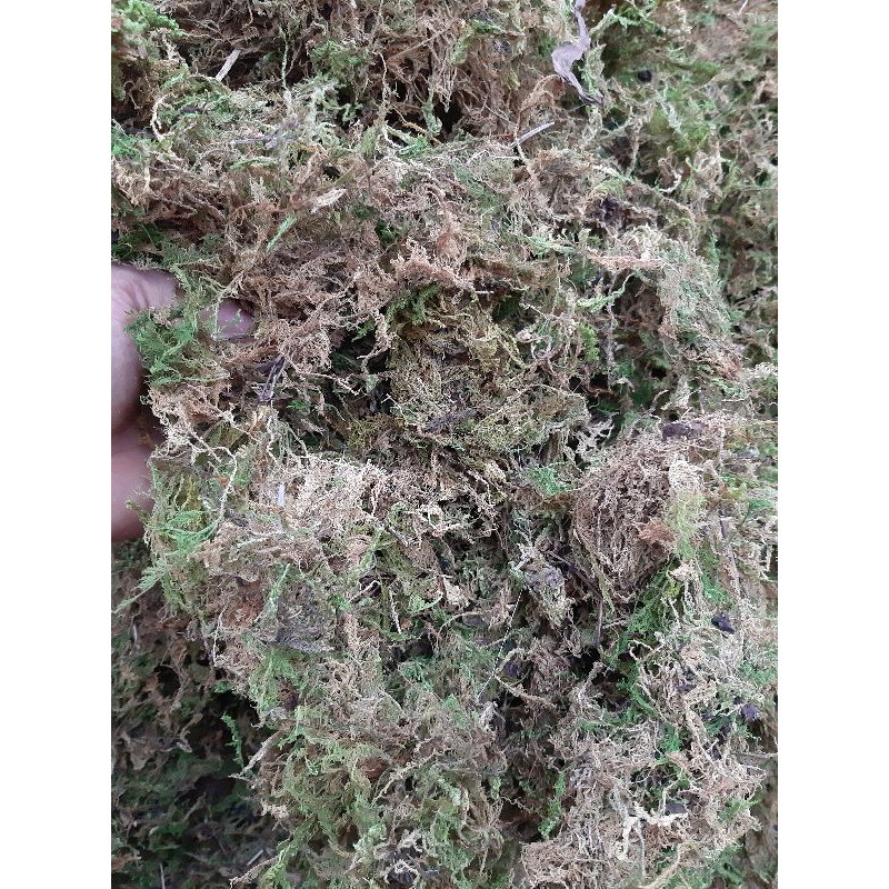 Rêu rừng giá thể trồng lan 1kg