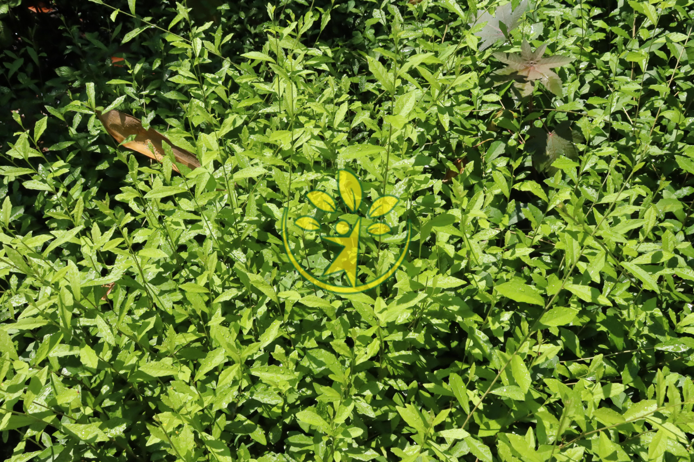 Bầu cây cúc tần Ấn Độ dễ trồng, dễ chăm sóc