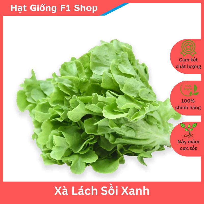 Hạt Giống Xà Lách Oakleaf Sồi Xanh Ngon Ngọt