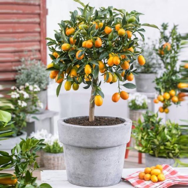 Cây giống Tắc Mỹ
