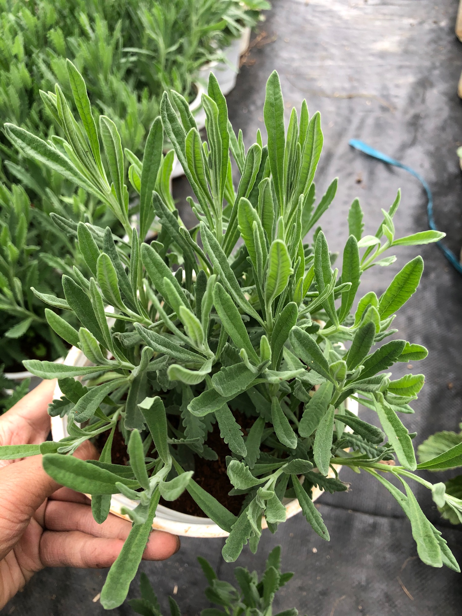 Cây lavender/ oải hương chậu lớn
